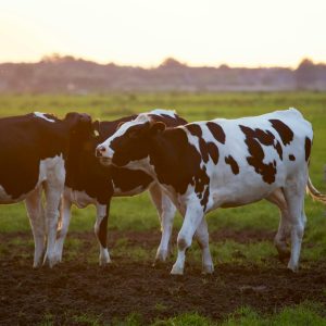 Emergency First Aid at Work (EFAW) Farms
